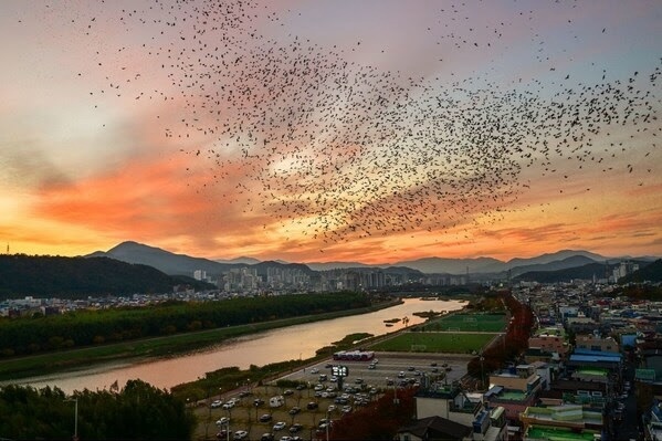 Catch an awesome migration of rooks this winter at a gorgeous eco-tourism park near Busan, South Korea