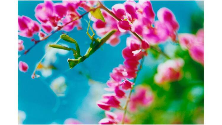 まなざしの奇跡 日本女性写真家の冒険
