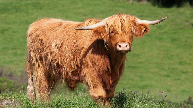 Winter Festival at The Berry Farm Winter Festival at The Berry Farm