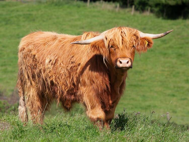 Winter Festival at The Berry Farm Winter Festival at The Berry Farm