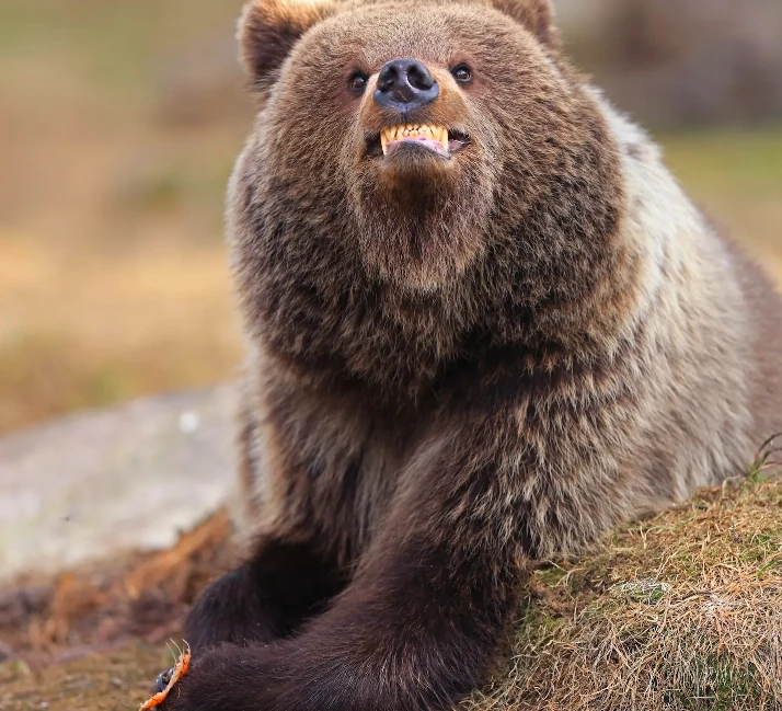 Nikon Comedy Wildlife Awards 2025