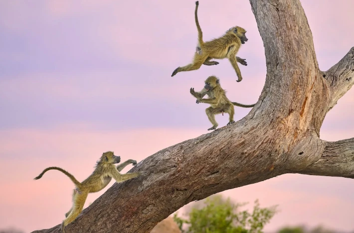 Nikon Comedy Wildlife Awards 2025