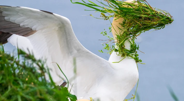 Nikon Comedy Wildlife Awards 2025