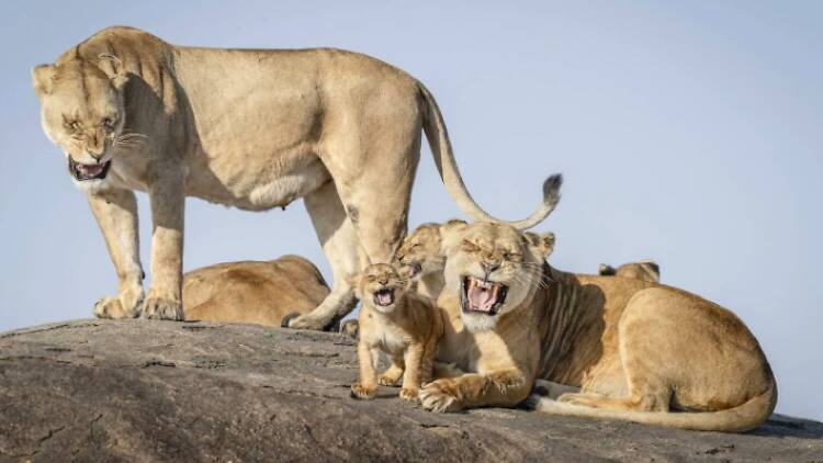 Nikon Comedy Wildlife Awards 2025