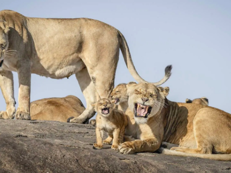 Estas son las fotografías más divertidas de animales del 2025, según los Nikon Comedy Wildlife Awards Estas son las fotografías más divertidas de animales del 2025, según los Nikon Comedy Wildlife Awards