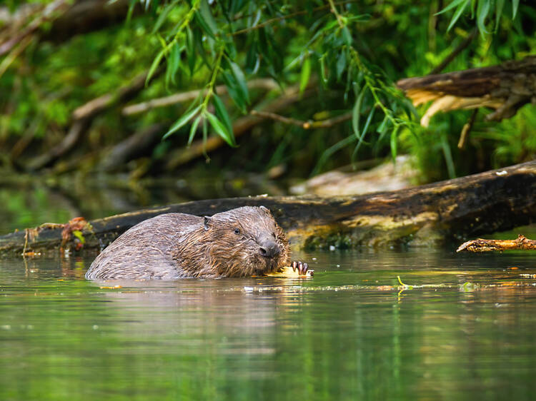 A wild beaver has been spotted in this British county for the first time in 500 years A wild beaver has been spotted in this British county for the first time in 500 years
