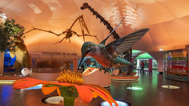 Colibríes, arte y biodiversidad urbana Colibríes, arte y biodiversidad urbana