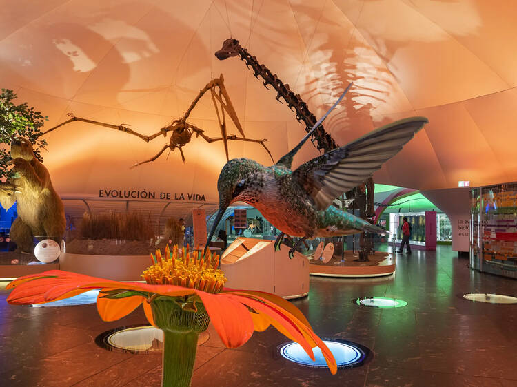 Colibríes, arte y biodiversidad urbana Colibríes, arte y biodiversidad urbana