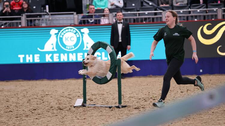 RSM HK International Horse Show