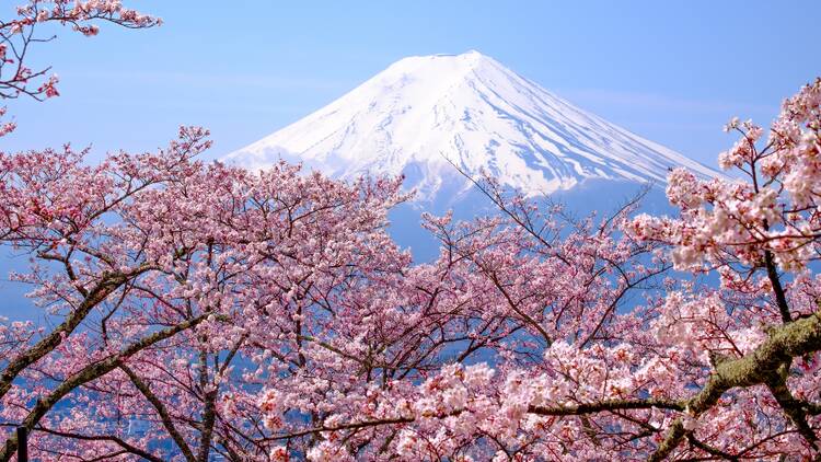 A view of Mt Fuji with cherry blossoms in the foreground