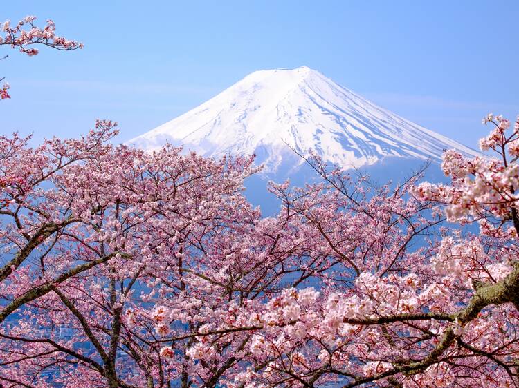 6 things to do around Mt Fuji in spring 6 things to do around Mt Fuji in spring