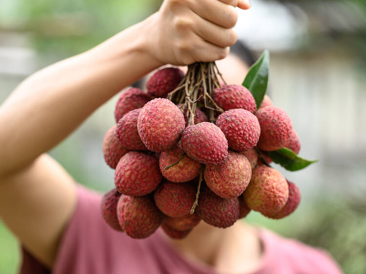 Summer’s getting sweeter as litchi picking season returns to Ballito!