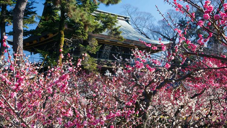 Kyoto Nippon Festival Kyoto Nippon Festival