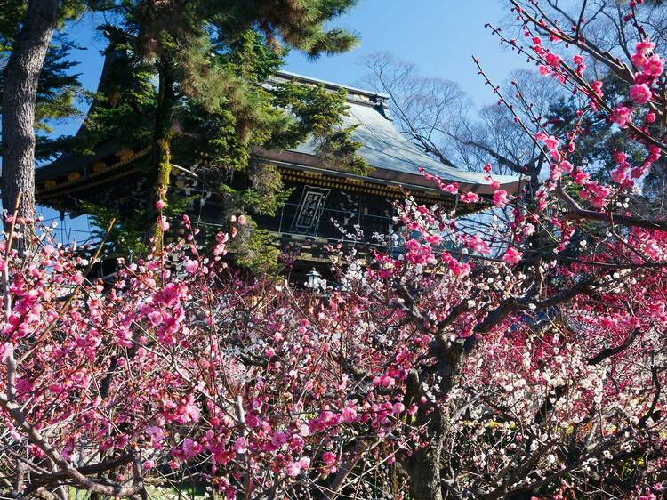 Kyoto Nippon Festival Kyoto Nippon Festival