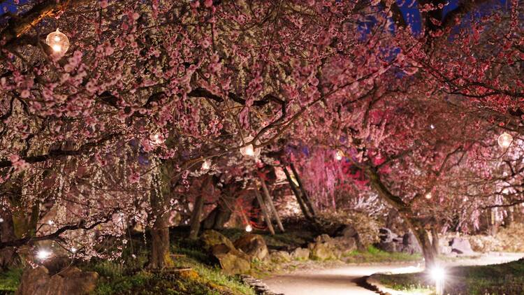 Kyoto Nippon Festival Kyoto Nippon Festival