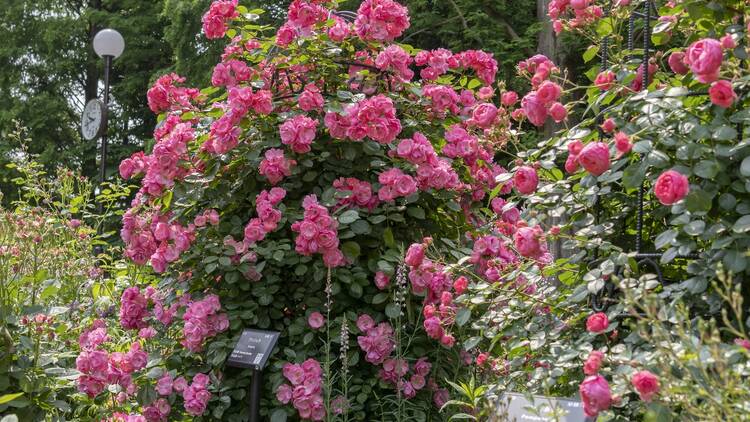 Shikinokaori Rose Garden Christmas Illuminations