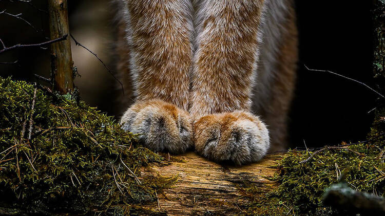 Vuoden luontokuvat 2025 