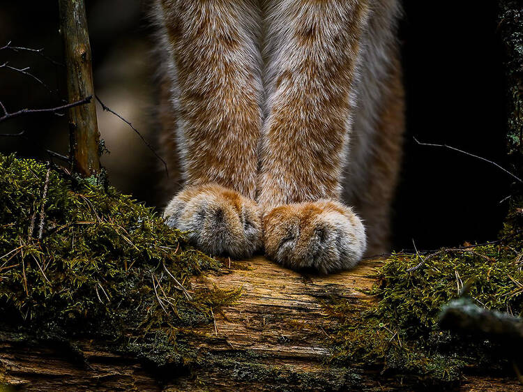 Vuoden luontokuvat 2025 