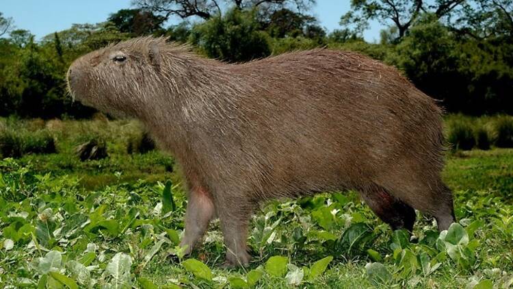 Villa Ocampo – Santa Fe Villa Ocampo – Santa Fe