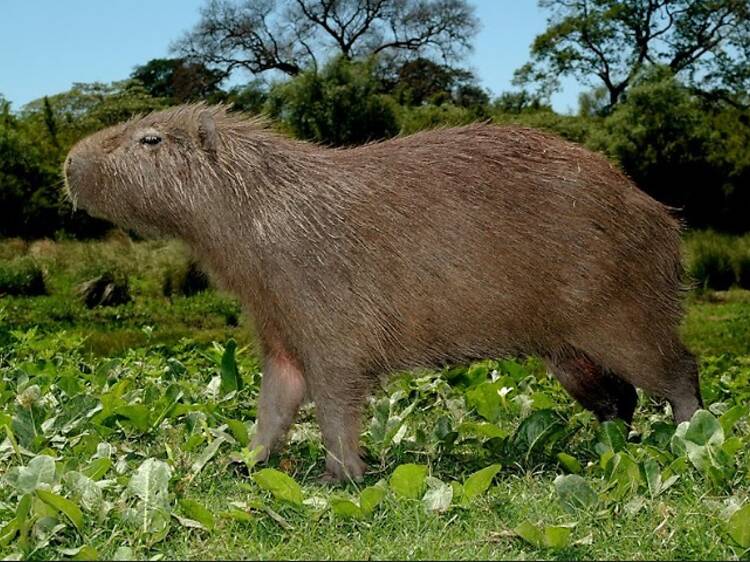 Villa Ocampo – Santa Fe Villa Ocampo – Santa Fe