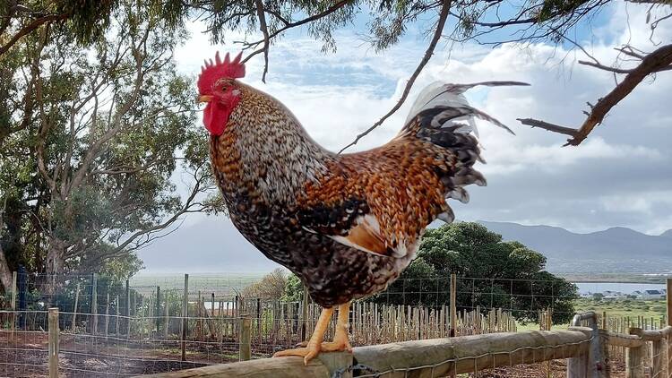 Visit the furry farm friends