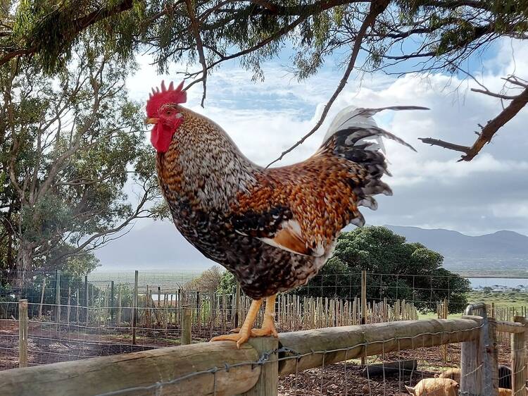 Visit the furry farm friends