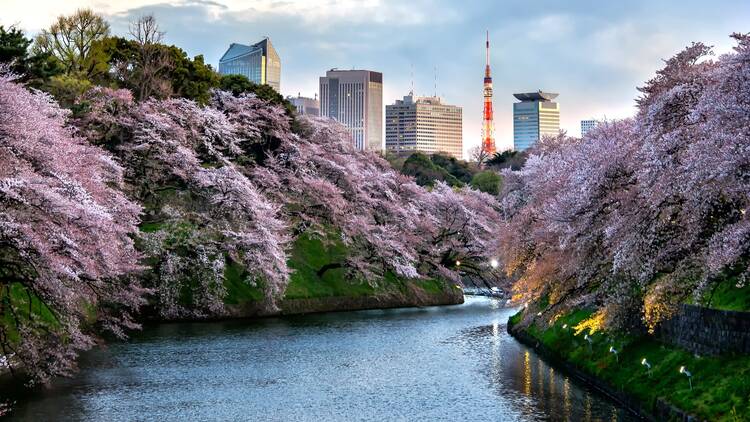 Chidorigafuchi Tokyo sakura Chidorigafuchi Tokyo sakura