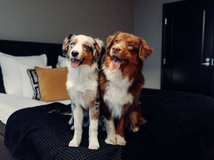 Clarion Aviapolis hosts a firework-free New Year for dogs once again