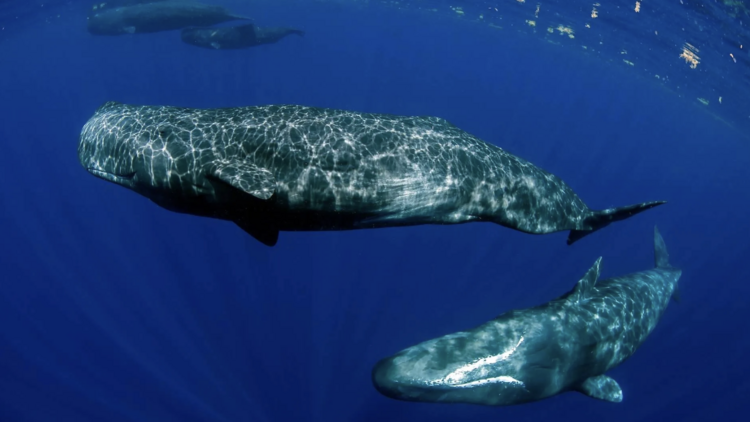 ว่ายน้ำกับนักล่าที่มีฟันขนาดใหญ่ที่สุดในโลก