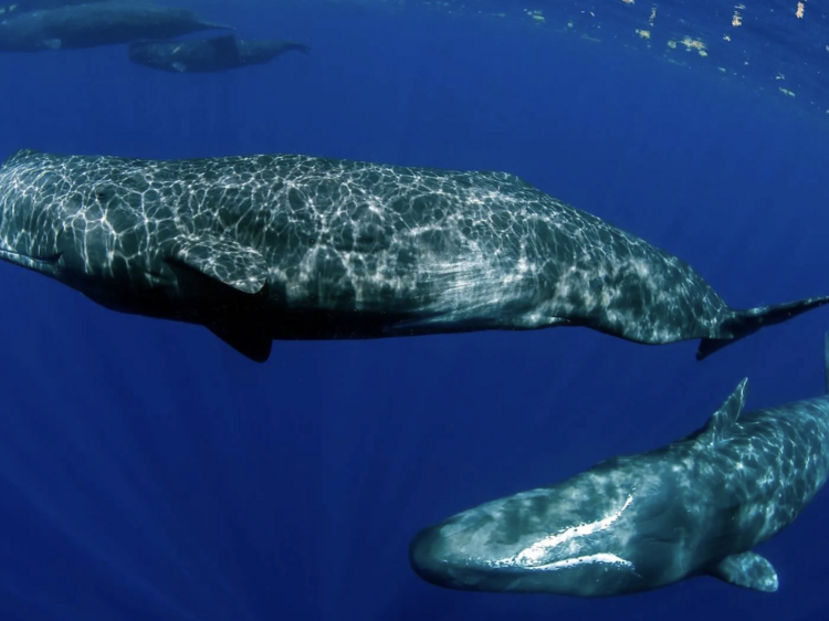 ว่ายน้ำกับนักล่าที่มีฟันขนาดใหญ่ที่สุดในโลก