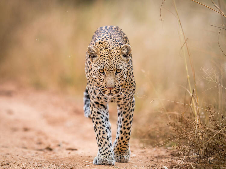 Fun Facts about the Kruger National Park