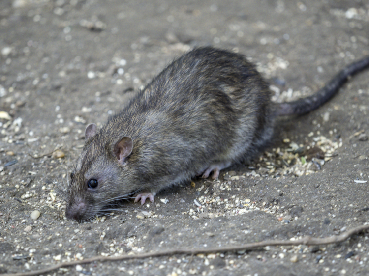 Departing Mayor Adams just established an Office of Rodent Mitigation