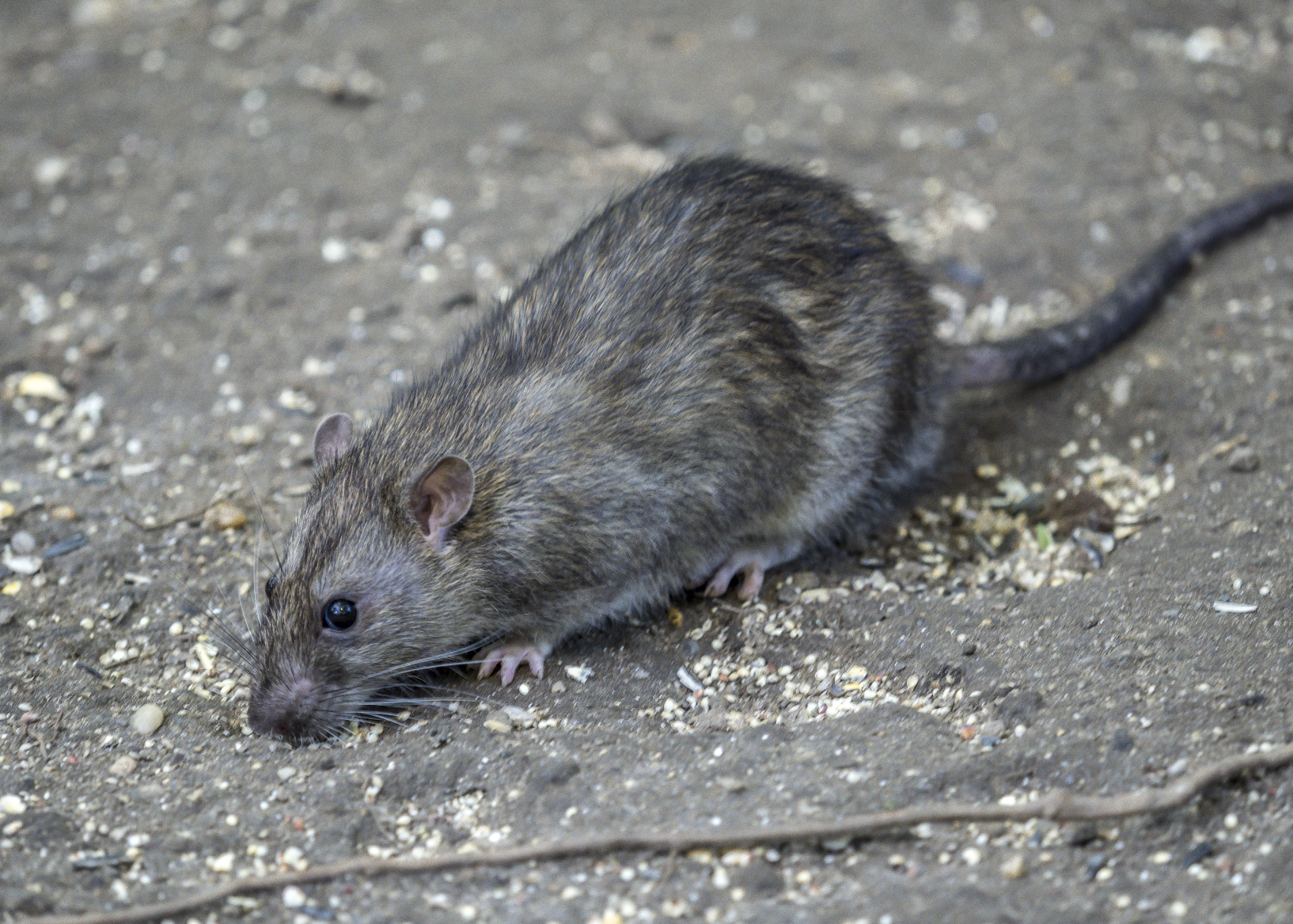 NYC just created a permanent office to fight rats