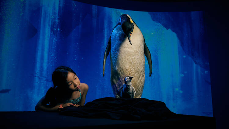 Our Wondrous Planet A girl looking at a penguin.