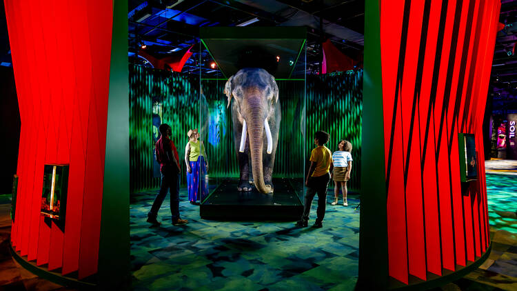 Our Wondrous Planet People looking at an elephant at Melbourne Museum.