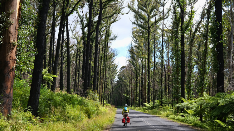 Bikes in forest