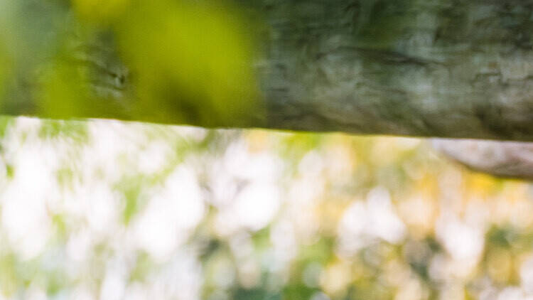 A chimpanzé Gabi e a sua cria, no Jardim Zoológico de Lisboa