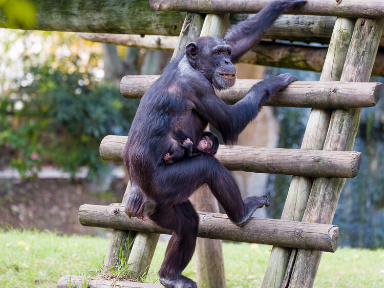 Nasceu um chimpanzé no Zoo de Lisboa. Ainda não se sabe se é menino ou menina