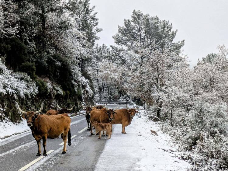 Afinal não cai neve só em Nova Iorque. Também cai cerca de uma hora do Porto