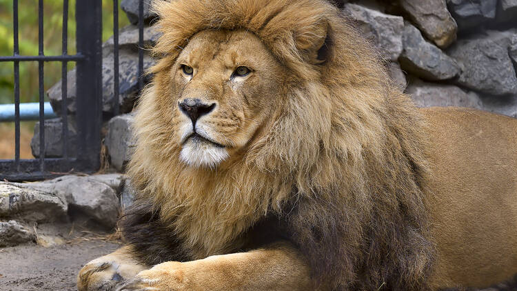 Pumbaa Wildlife Park and Accommodation