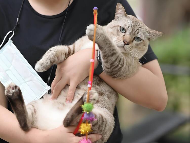 กทม. เตรียมชะลอการบังคับใช้ข้อบัญญัติสัตว์เลี้ยงใหม่ หลังเสียงทาสหมาทาสแมวดังสนั่นทั่วเมือง