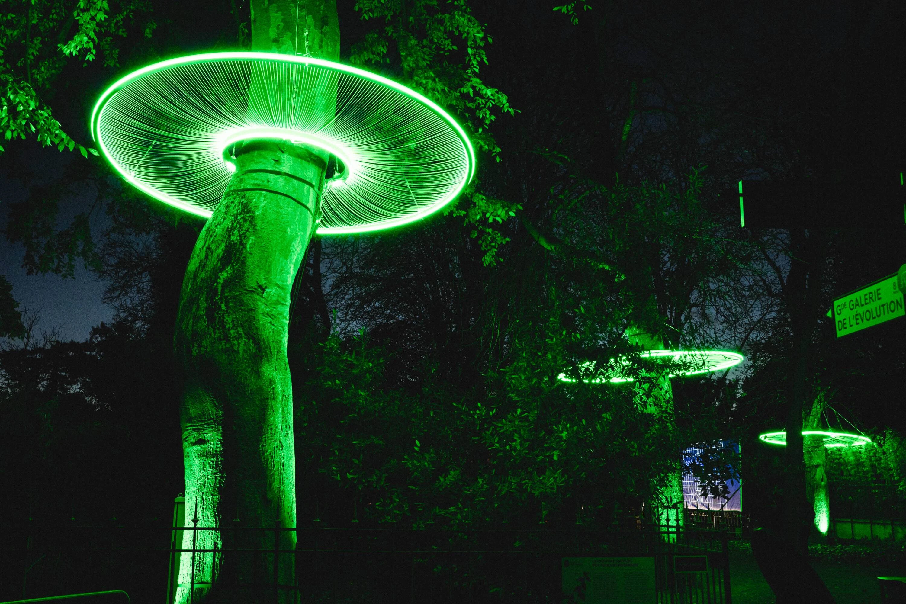 En voie d'illumination : Lumi&egrave;res de la Nature