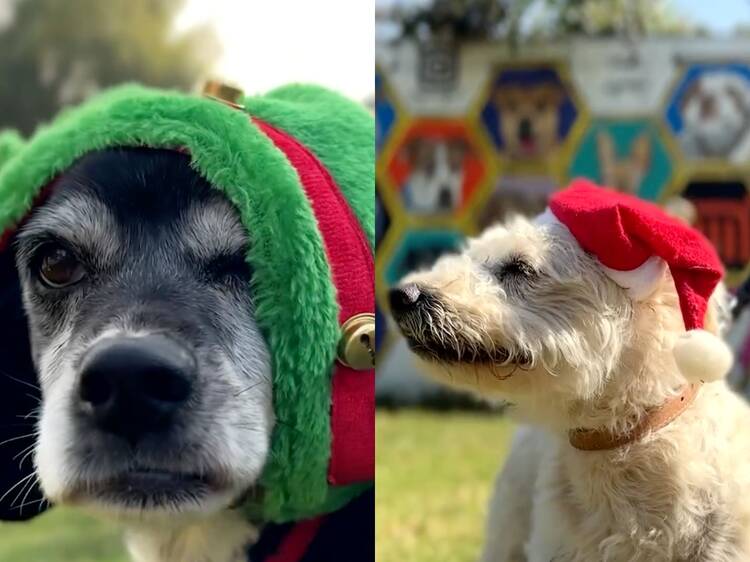 10 perritos en adopción serán los ayudantes de Santa Claus y los Reyes Magos