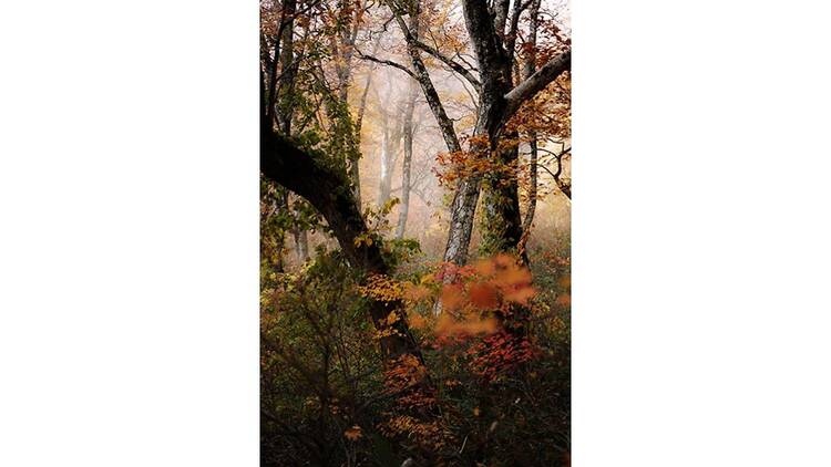 石田道行 写真展「Forest」