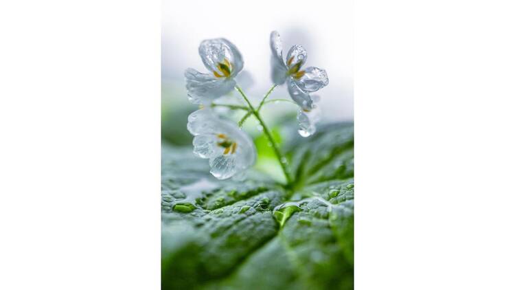 石田道行 写真展「Forest」