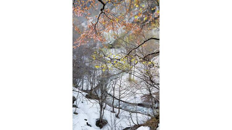 石田道行 写真展「Forest」