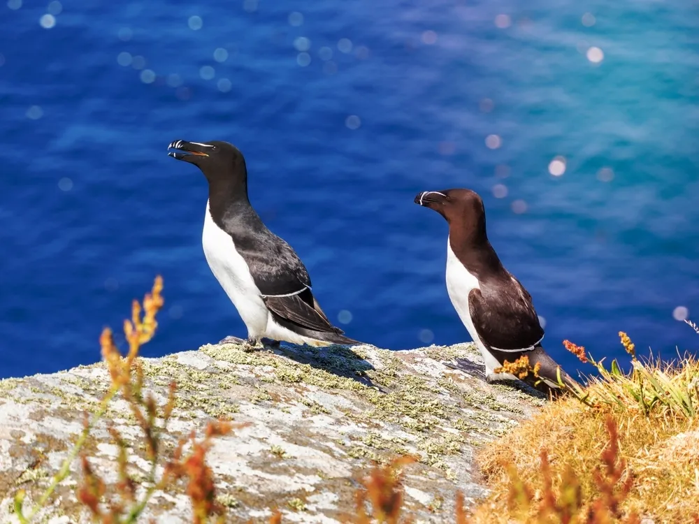 Handa island, Scotland