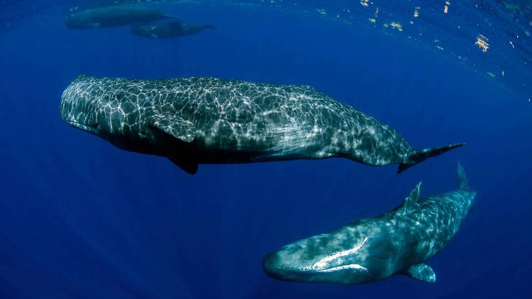 巨大なマッコウクジラと一緒に泳ぐ。 巨大なマッコウクジラと一緒に泳ぐ。