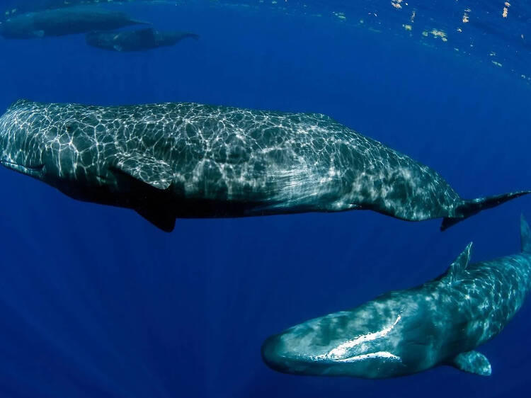 巨大なマッコウクジラと一緒に泳ぐ。 巨大なマッコウクジラと一緒に泳ぐ。