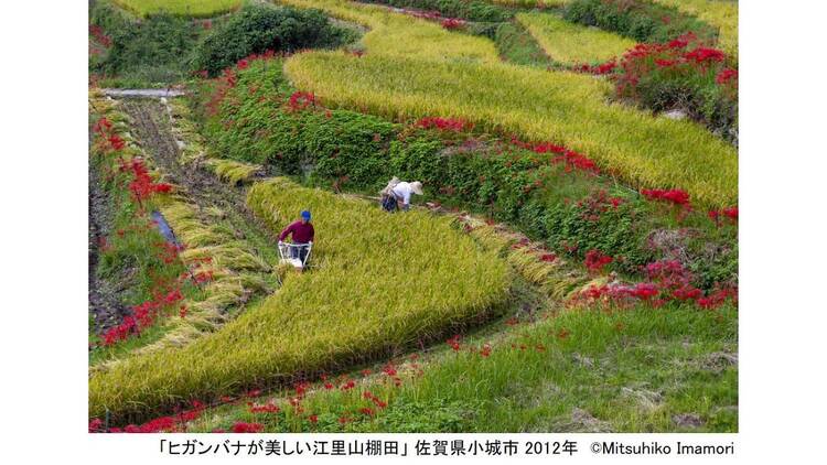 写真展 今森光彦 にっぽんの里山を旅する
